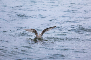 Juvenile Heringsm&ouml;we landet auf der Wasseroberfl&auml;che