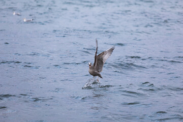 Juvenile Heringsm&ouml;we startet dynamisch von der Wasseroberfl&auml;che der -Die Serie zeigt nat&uuml;rliches Flug- und Startverhalten  