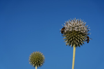 Fototapeta premium Bees move across a broad-leaved thistle, collecting nectar and pollinating the plant. The stems of the thistle are visible. In the distant background, a meadow and a blue sky with clouds can be seen.