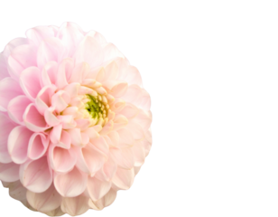 Blooming pink chrysanthemum flower with layered petals, isolated on transparent backg