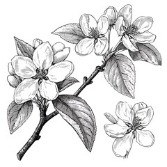 Apple blossom branch illustration high resolution image