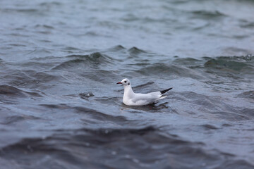 Adulte Lachm&ouml;we im Winterkleid schwimmt ruhig auf der Wasseroberfl&auml;che der Ostsee, umgeben von sanften Wellen. Die Aufnahme zeigt einen typischen K&uuml;stenvogel in nat&uuml;rlicher maritimer Umgebung.