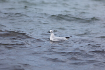 Adulte Lachm&ouml;we im Winterkleid schwimmt ruhig auf der Wasseroberfl&auml;che der Ostsee, umgeben von sanften Wellen. Die Aufnahme zeigt einen typischen K&uuml;stenvogel in nat&uuml;rlicher maritimer Umgebung.