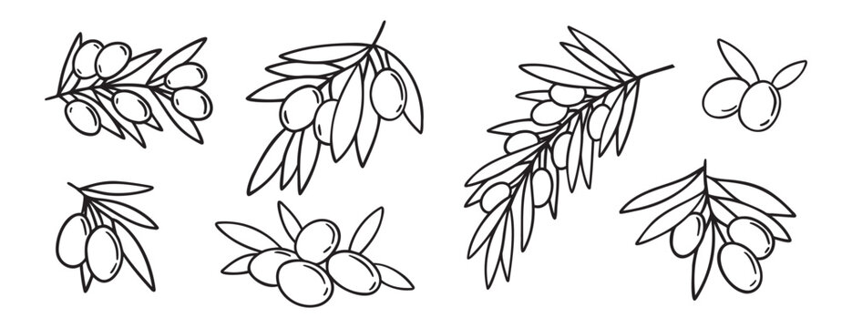  olive branch isolated doodle hand drawn on white background set. Outline drawing olive tree branch for menu, logo, greeting cards