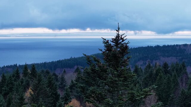 Scenic View of Evergreen Pine Tree Overlooking Vast Bue Ocean