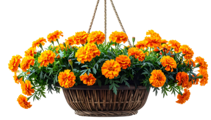 A vibrant hanging basket overflowing with bright orange marigold flowers and lush greenery