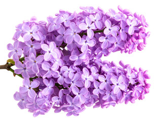 Branch of lilac flowers isolated on transparent background with clipping path. For de