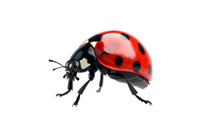 Close-up of a ladybug with a shiny red shell and black spots against a black backdrop