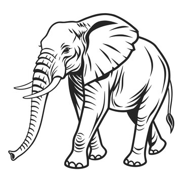 Large African elephant illustration walks forward displaying long tusks and detailed textured skin lines.