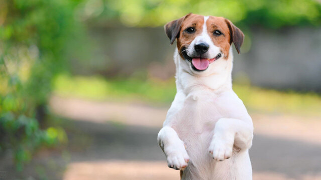 Happy Jack Russell Terrier standing on hind legs with a big smile