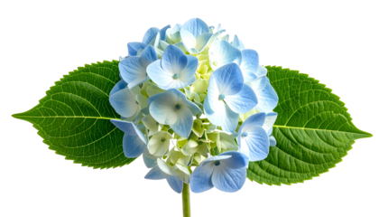Vivid blue and white hydrangea bloom with two large green leaves against a black background