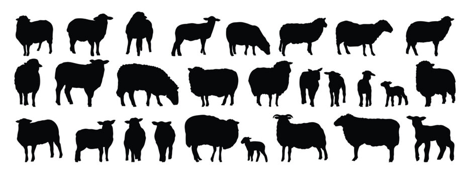sheep silhouette set. sheep and lamb isolated farm animal silhouette icon vector collection