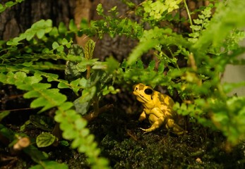 Poison dart frog