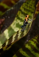 Poison dart frog