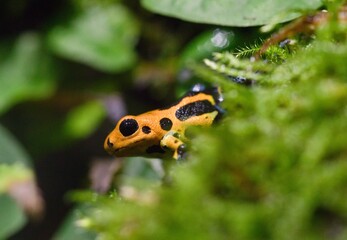 Poison dart frog
