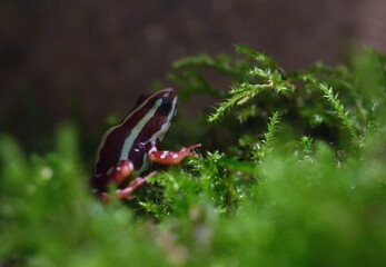Poison dart frog
