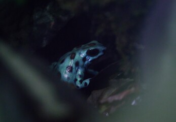 Poison dart frog