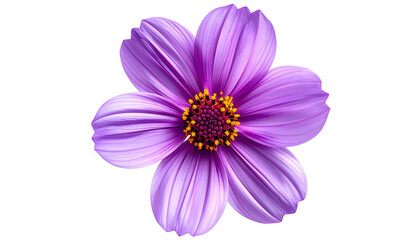 Isolated vibrant purple flower with yellow and red center, petals radiating outward, black background