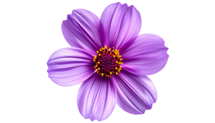 Isolated vibrant purple flower with yellow and red center, petals radiating outward, black background