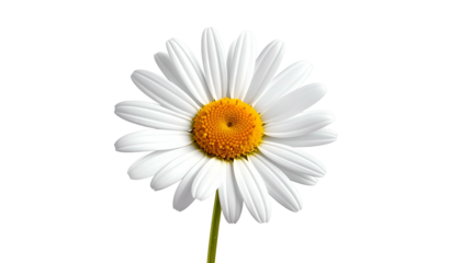 Isolated, pristine daisy with bright white petals and a vibrant yellow center, on black