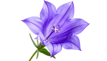 Isolated close-up of a blooming, vibrant purple bellflower, with detailed petals