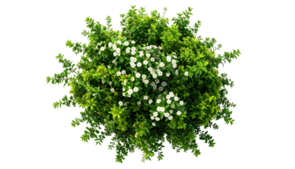 Overhead shot of a lush, round green bush with white flowers on a black background