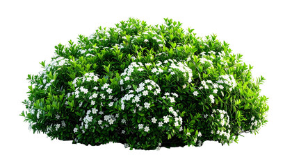 Lush, rounded shrub with vibrant green leaves and clusters of small white flowers, isolated