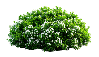 Lush, rounded shrub with vibrant green leaves and clusters of small white flowers, isolated
