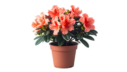 Fototapeta premium Potted vibrant coral-pink rhododendron with green leaves on a black background