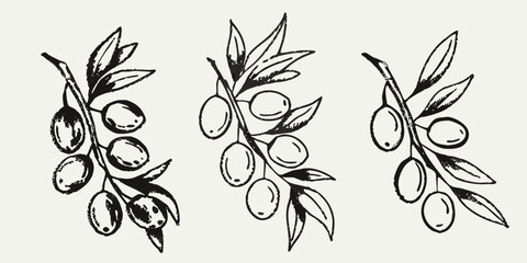 A delicate botanical illustration of olive branches with ripe olives