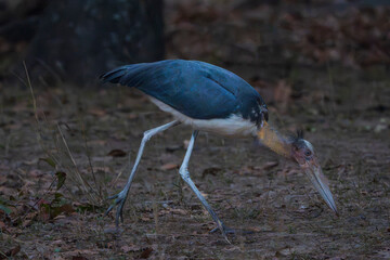 Lesser adjutant stork (Leptoptilos javanicus)