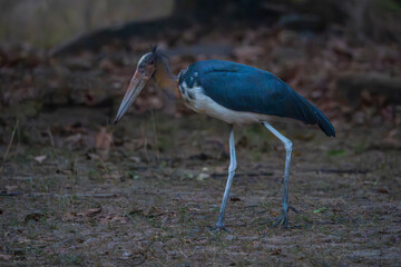 Lesser adjutant stork (Leptoptilos javanicus)