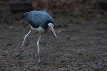Lesser adjutant stork (Leptoptilos javanicus)
