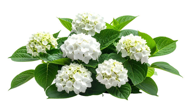 Lush, isolated bush of bright white blooming blossoms surrounded by vibrant green leaves