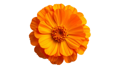 Vibrant top-down view of a bright orange flower with layered petals, centered on black