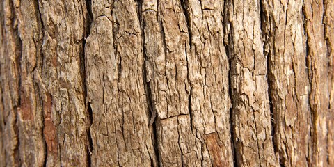 Obraz premium close-up natural pine tree bark texture background with thick scaly rough plates layered orange-brown grayish tones and deep vertical fissures