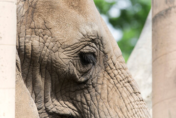 Fototapeta premium An elephant in a zoo enclosure in rhode island