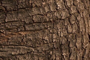 close-up charred tree bark texture background with deep black cracks rough surface and dark brown tones