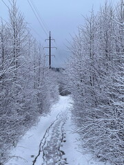 A snow-covered path among snow-covered trees stretching into the distance, a winter landscape