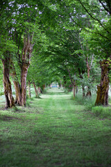 Grass path on a country property