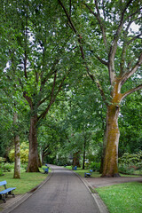 Majestic oak trees in a garden in the city of Angers, France