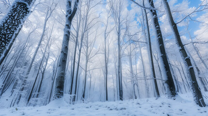 Frosty winter forest with towering trees covered in snow and soft blue sky