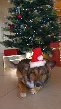 VERTICAL, PORTRAIT: Joyless mixed breed doggo dressed as Santa poses in front of a Christmas tree. Excited owners of an adopted doggo want to make a cute holiday card, but dog is not happy about that.