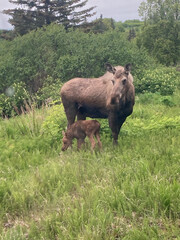 Moose with calf in meadow
