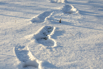Footprints are visible in the snow as they lead across an open field in winter. The sun casts shadows on the ground