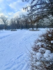 white snowy winter park with trees, buches, iced pond