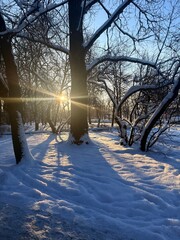 white snowy winter park with trees, buches, iced pond