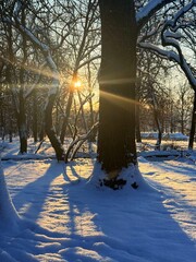 white snowy winter park with trees, buches, iced pond
