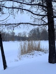 white snowy winter park with trees, buches, iced pond