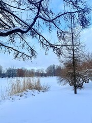 white snowy winter park with trees, buches, iced pond